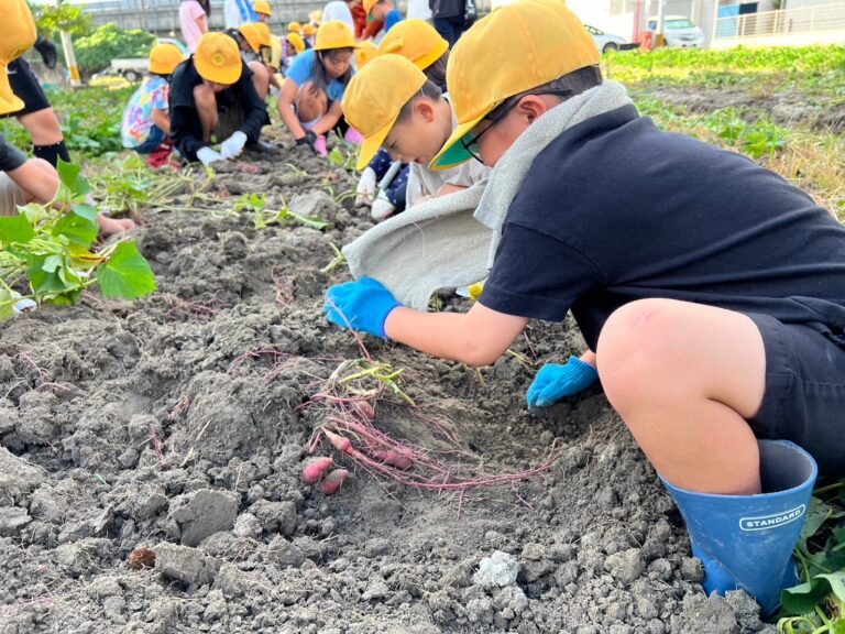 🍠さつま芋掘り🍠